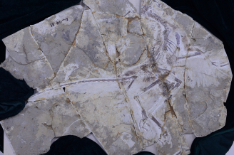 近鳥龍化石。照片提供：山東省天宇自然博物館